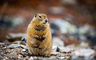 加拿大出土超完整松鼠木乃伊 距今3万年