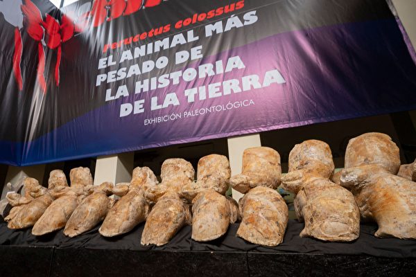 “巨像秘鲁鲸”化石出土 或成史上最重动物