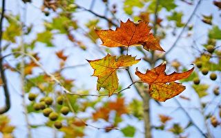 一叶知秋立秋到  秋季养生三心法和好食材