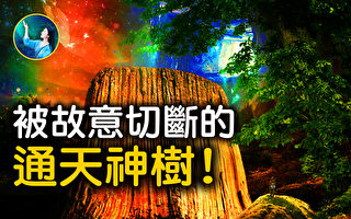 【未解之谜】上古通天神树 在这里？