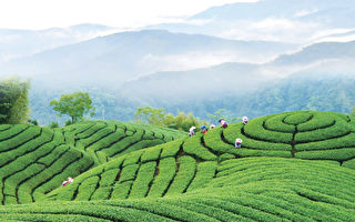 带你认识六大茶系