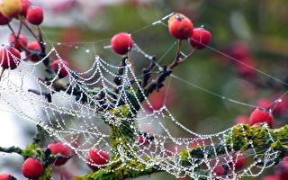 【古道人生】丈夫试测妻子是否忠心 结果酿成大祸