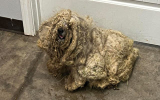 组图：一只被遗弃的流浪狗获救后面目一新