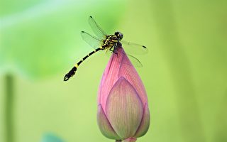 二十四节气：秋天的第二个节气为何称“处暑”?