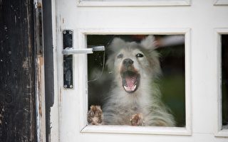 如何阻止小狗对邮差吠叫？