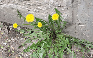 蒲公英8大好处 利尿减肥还降血压 当心2禁忌