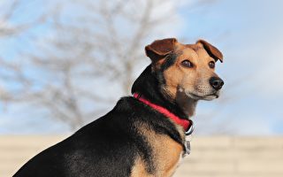 12星座的饲主最喜欢哪种狗？ 美国调查揭密