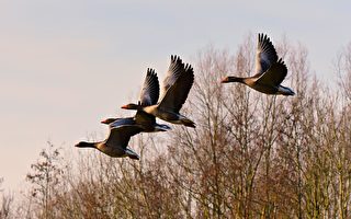 白露节气养生小心哪些禁忌？“补露”怎么补？
