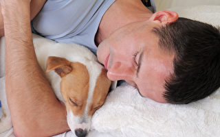医生提出警告 不要和小狗同床而睡