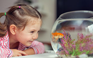 如何预防鱼缸爆藻？做好4点免去除藻烦恼