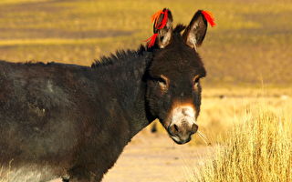 【古道人生】十几岁镖师女押运数十万银到四川