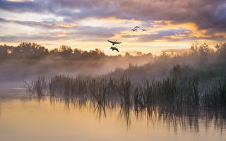 青松絮语：生命中的偶然
