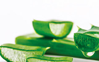芦荟活性成分超70种 这样吃控血糖很有效