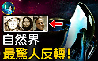 【未解之谜】虎鲸暴走之谜