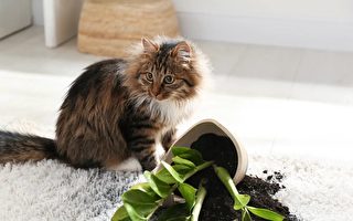 简单几招 让家里的猫咪与室内植物和平共处