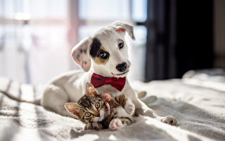 狗不喜欢猫吗？专家建议8个猫狗共养的秘诀