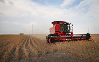 除草剂失效 农作物杀伤性杂草正在美国蔓延