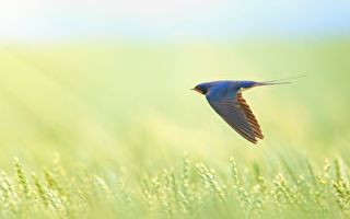 受天帝责罚化身为燕 结缘修道人家的故事