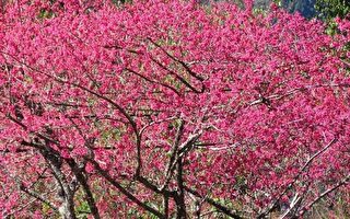 组图：台湾阿里山公路樱花绽放 鸟语花香