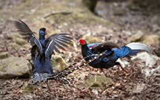 组图：台湾公帝雉与蓝腹鹇相似 专家教你分辨