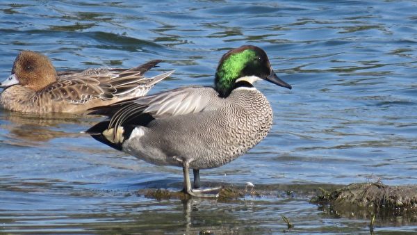 组图：疗愈鸭比美 罗纹鸭vs酷似唐老鸭的花凫