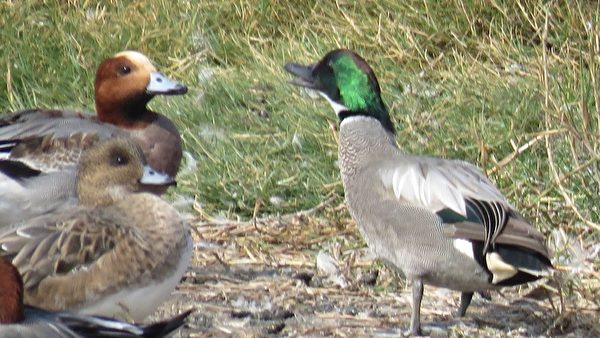 组图：疗愈鸭比美 罗纹鸭vs酷似唐老鸭的花凫