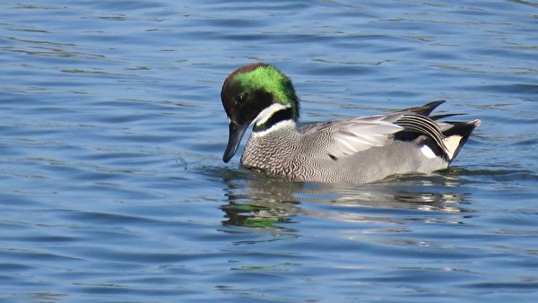 组图：疗愈鸭比美 罗纹鸭vs 酷似唐老鸭的花凫