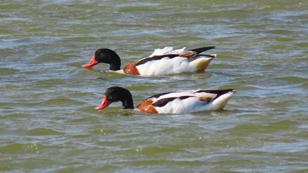 组图：疗愈鸭比美 罗纹鸭vs酷似唐老鸭的花凫