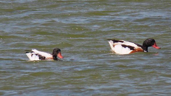 组图：疗愈鸭比美 罗纹鸭vs酷似唐老鸭的花凫