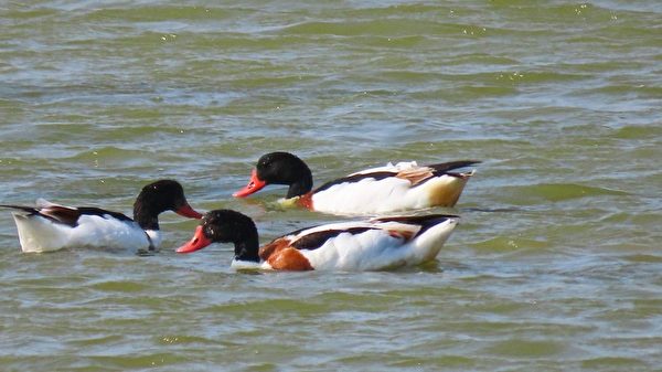 组图：疗愈鸭比美 罗纹鸭vs酷似唐老鸭的花凫