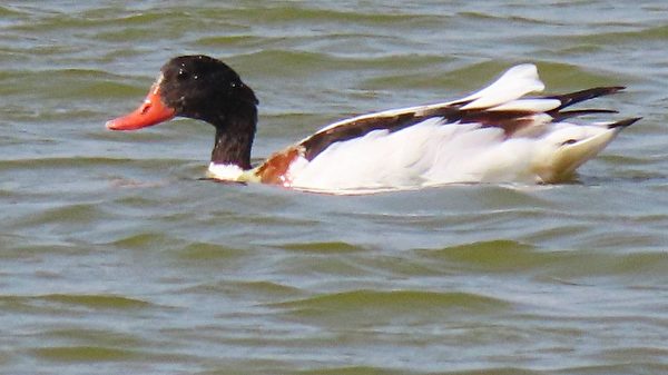 组图：疗愈鸭比美 罗纹鸭vs酷似唐老鸭的花凫