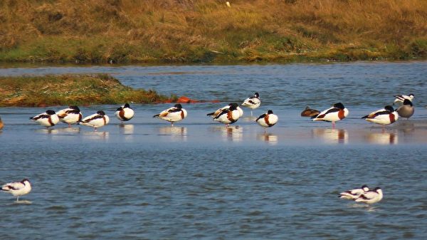 组图：疗愈鸭比美 罗纹鸭vs酷似唐老鸭的花凫