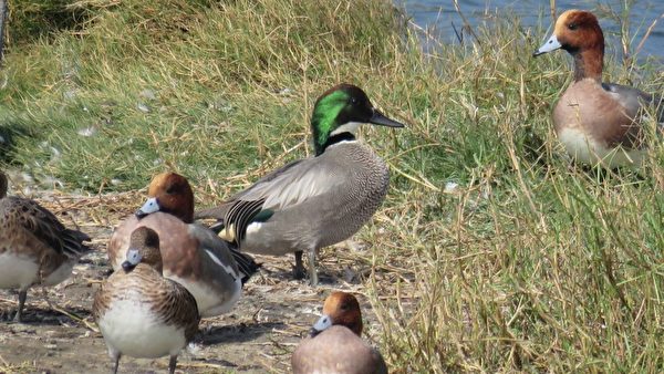 组图：疗愈鸭比美 罗纹鸭vs 酷似唐老鸭的花凫