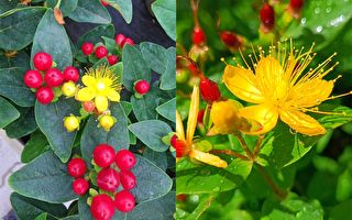 火龙珠妆点九运春 金丝桃辟邪感圣恩