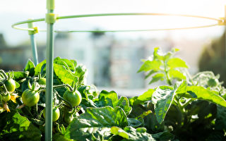 每日更新：无基因改造 万颗种子让你当一回农匠