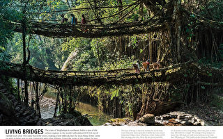 每日更新：超千图像 探索奇妙植物王国