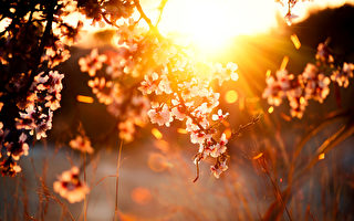 每日更新：万紫千红 春天里花香鸟语