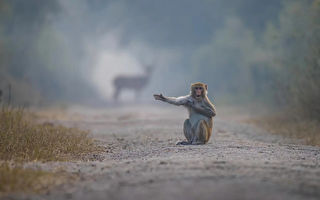 组图：搞笑动物摄影作品 弹吉他的袋鼠夺冠