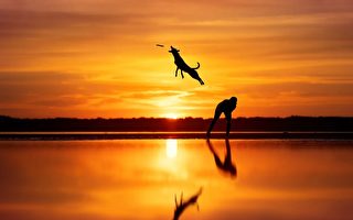 组图：2023年犬类摄影大赛获奖作品