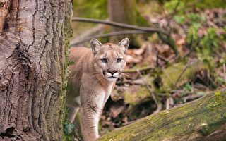 两兄弟遭遇山狮袭击 1死1伤