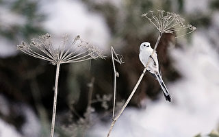 诗歌：一关又一关