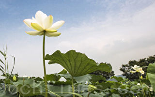 他做了什么？ 无心插柳铺就自身功名路！