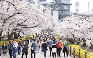 组图：韩国仁川樱花公园 花海美不胜收