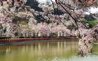组图：高雄花旗木盛开 粉红花海美不胜收