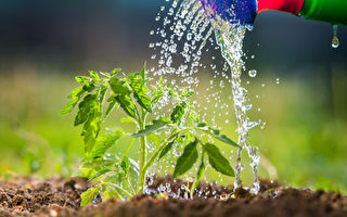 专家：很多人替植物浇水的方式都错了