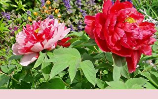 谷雨节气到：赏花王 饮香茶王 食谷雨汤补肝明目养生