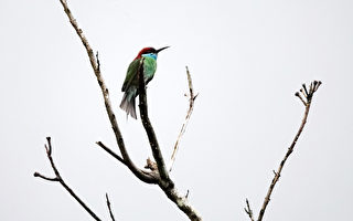 双调‧雁儿落（十首）