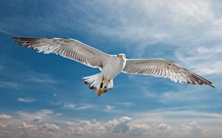 如何把恼人的海鸥从你家赶走？ 专家这么说