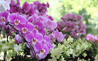 如何让兰花重新开花？ 园艺达人教你秘诀