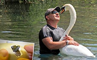 男子从天鹅两天大起就照顾它 四年来形影不离